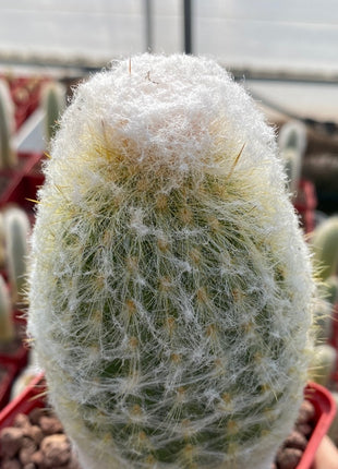 Espostoa lanata