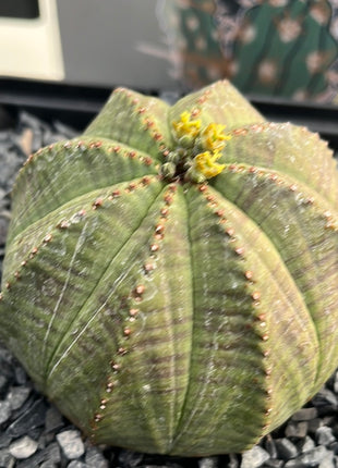 Euphorbia fettleibig ♀ &amp; ♂