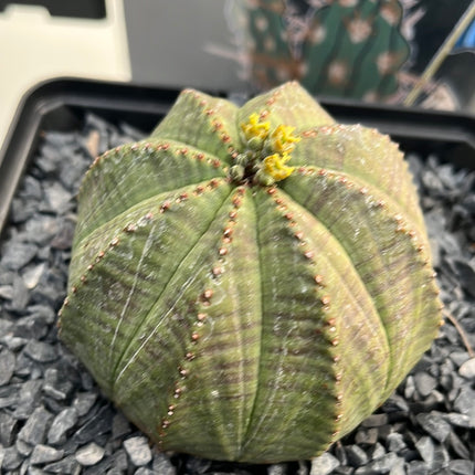 Euphorbia obese ♀ &amp; ♂