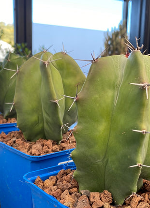 Stenocereus pruinosus