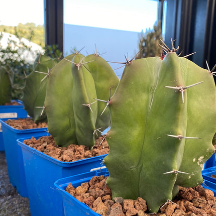 Stenocereus pruinosus