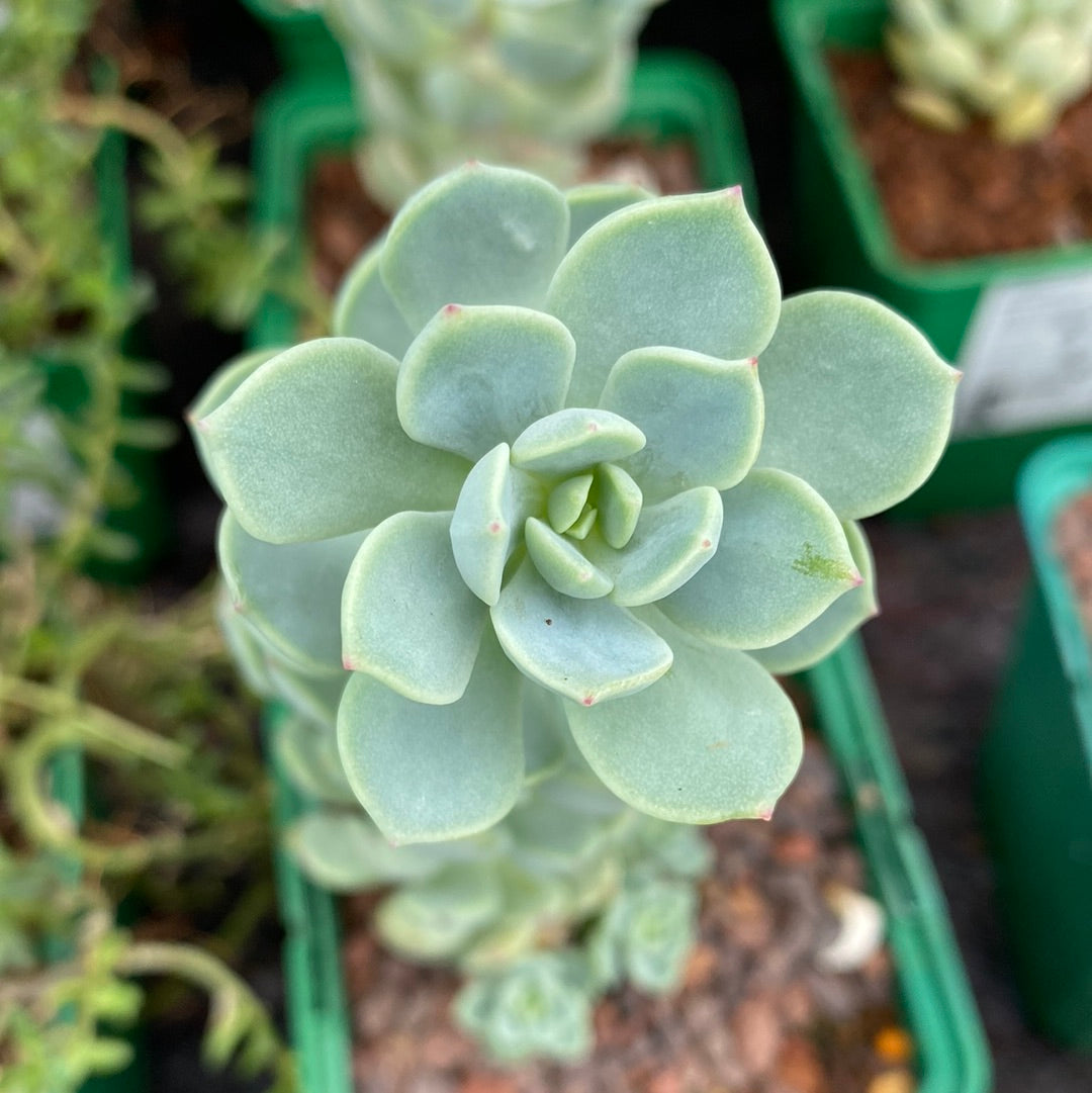 Sedum gypsophullum