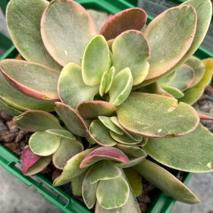 Crassula Money Maker f. variegate