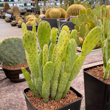 Opuntia prickly pear