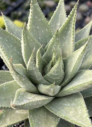 x Gasteraloe 'Savannah'
