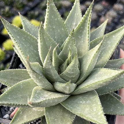 x Gasteraloe 'Savannah'