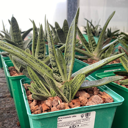 Gasteria cv. little warty