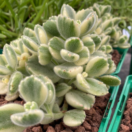 Keimblatt ladismithiensis bunt