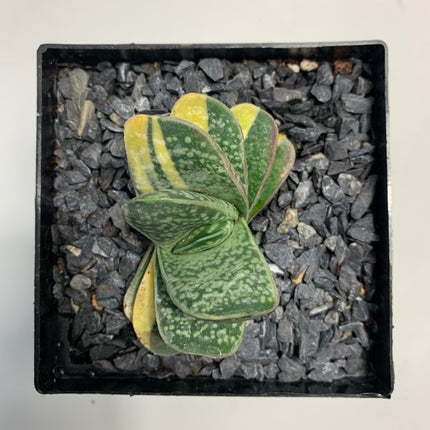 Gasteria 'Gracilis' f. variieren