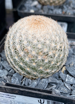 Mammillaria lasiacantha var. nackt