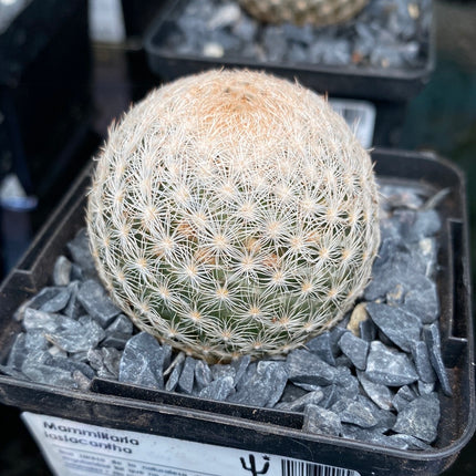 Mammillaria lasiacantha