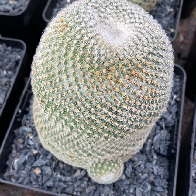 Mammillaria haageana