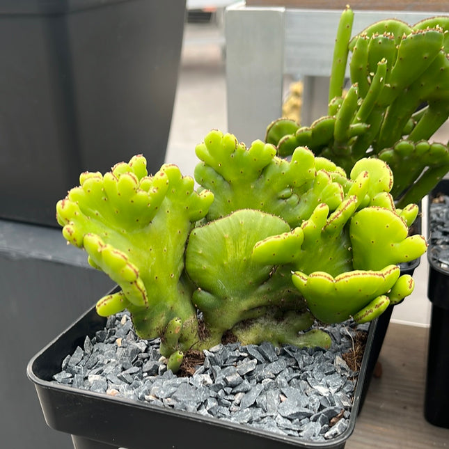 Euphorbia alluaudii cristata