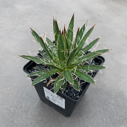 Agave filifera