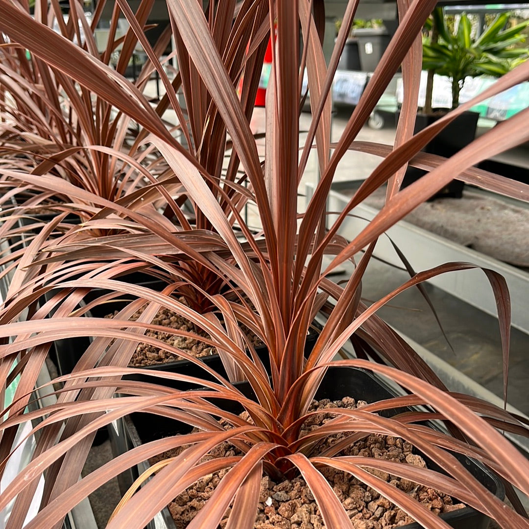 red star dracaena Cordyline 'Red Star' – DesertSTORE.es