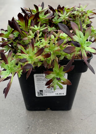 Aeonium Feuerwerkskörper „Mini“
