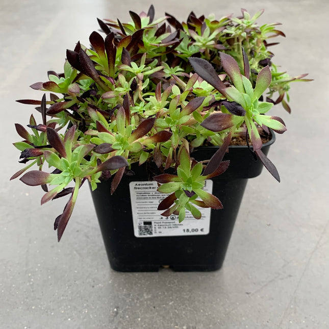 Aeonium firecracker “mini”