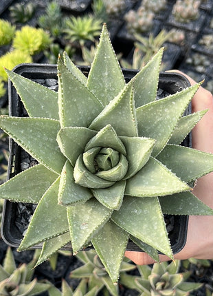 x Gasteraloe 'Savannah'