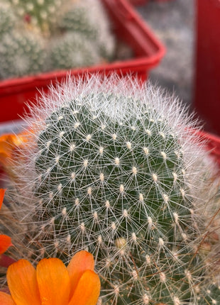 Rebutia minuscule subs. wessneriana