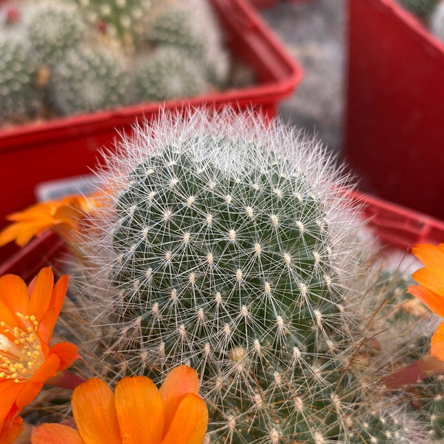Rebutia minuscule subs. wessneriana