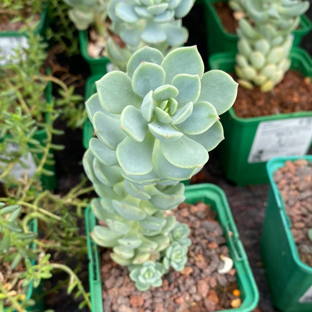 Sedum gypsophullum