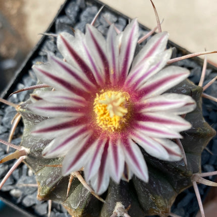 Echinofossulocactus coptonogonus