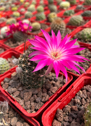 Lobivia arachnacantha aff