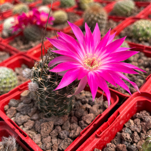 Lobivia arachnacantha aff