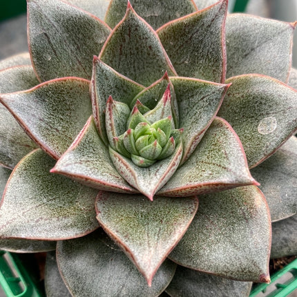 Echeveria purpusorum
