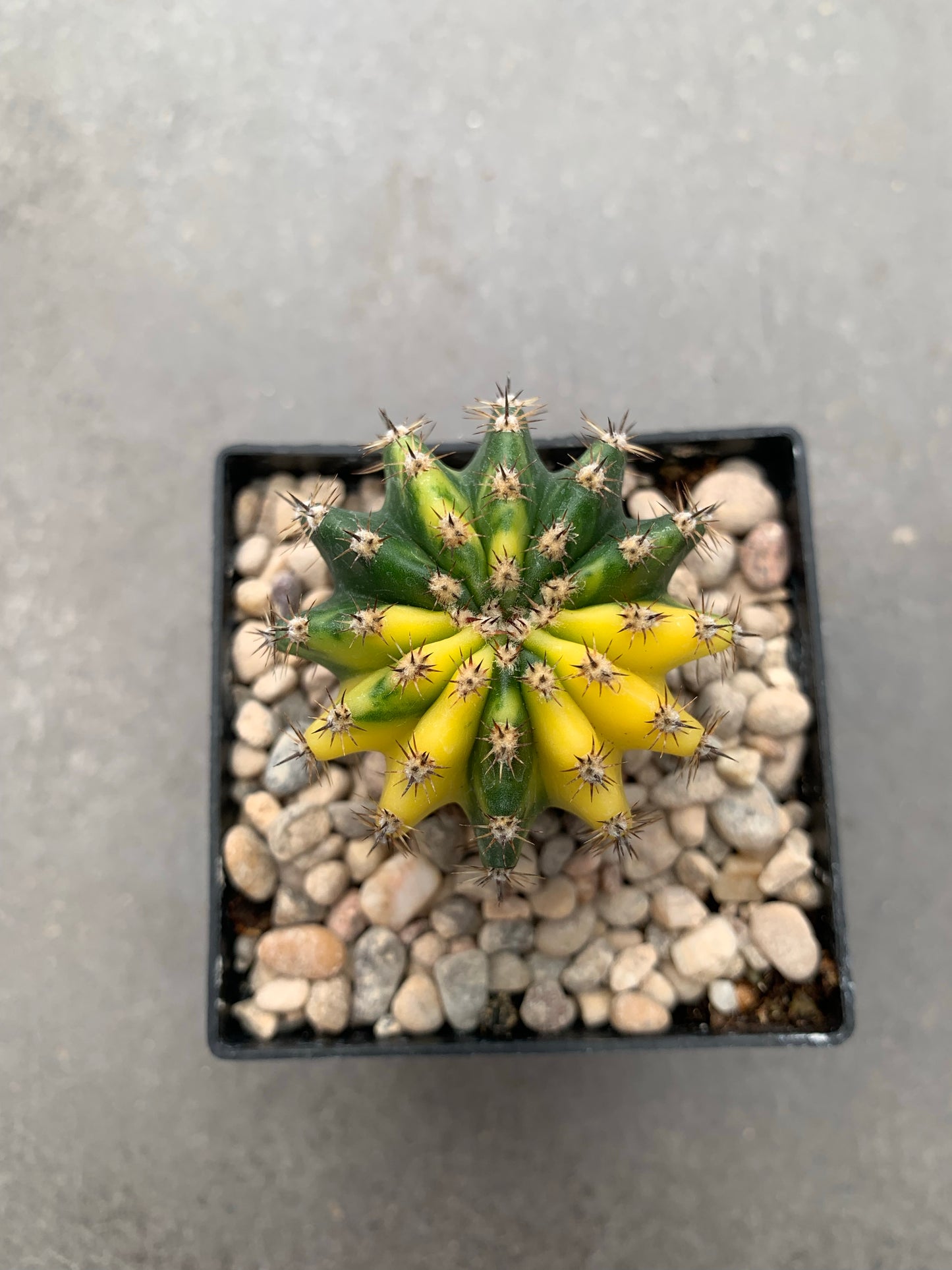 Echinopsis híbrido f. variegata