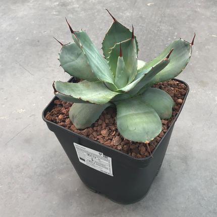Agave parryi 'Tarrina' and 'L'
