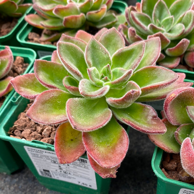 Echeveria pulvinata ‘Devotion’