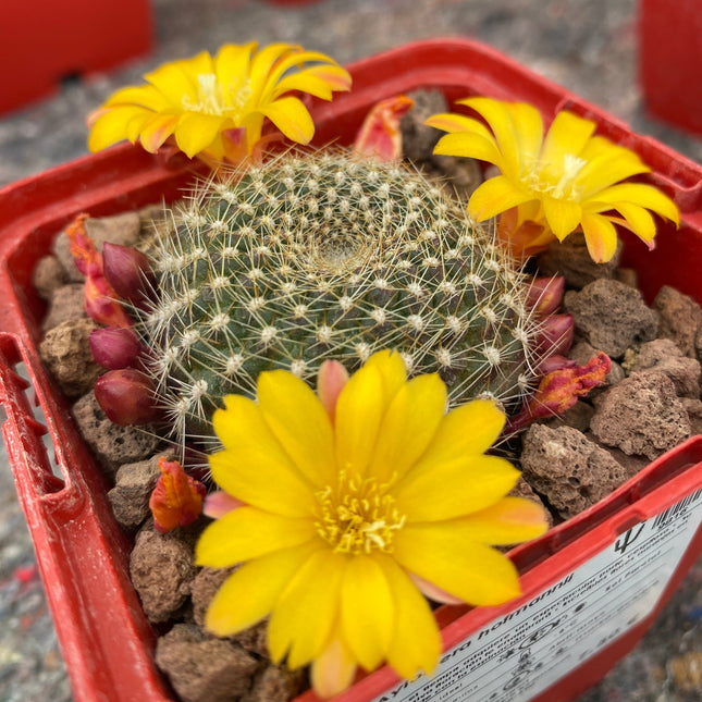 Aylostera hoffmannii