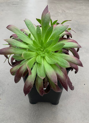Aeonium „Schwarze Magie“
