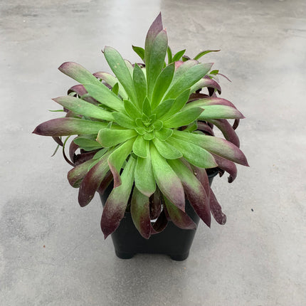 Aeonium ‘Black Magic’