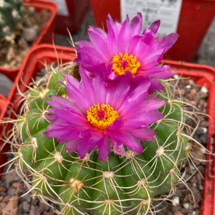 Notocactus uebelmannianus