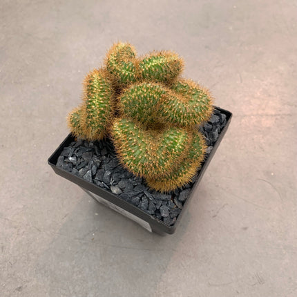 Vatricania guentheri cristata