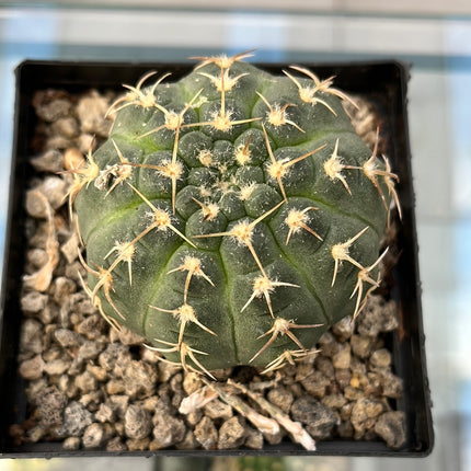 Gymnocalycium triacanthum