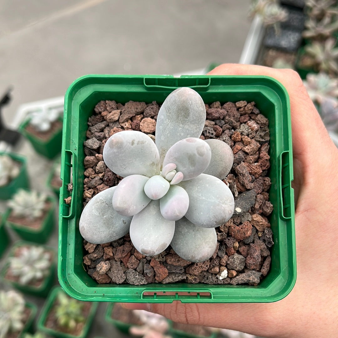 Pachyphytum oviferum