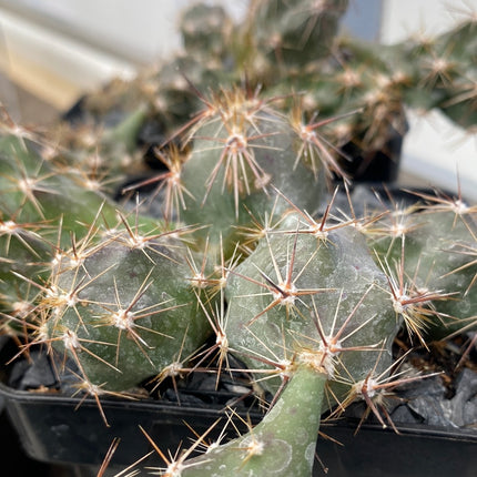 Corynopuntia invicta