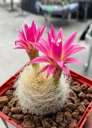 Neoporteria gerocephala