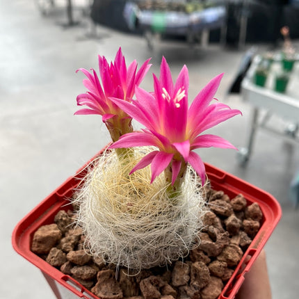 Neoporteria gerocephala