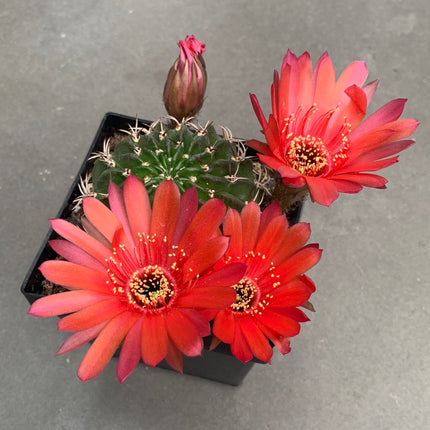 Lobivia jajoiana - DesertSTORE.es