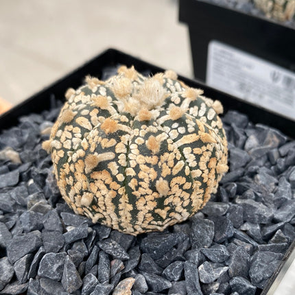 Astrophytum asterias 'SUPERKABUTO' CITES