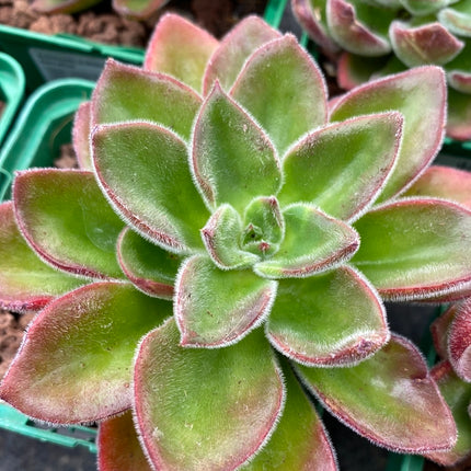 Echeveria pulvinata 'Devotion'