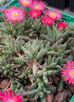 Delosperma deschampsii