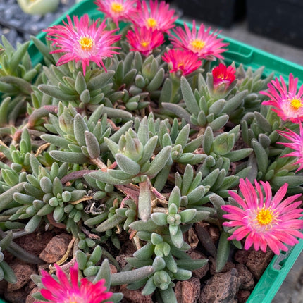 Delosperma deschampsii