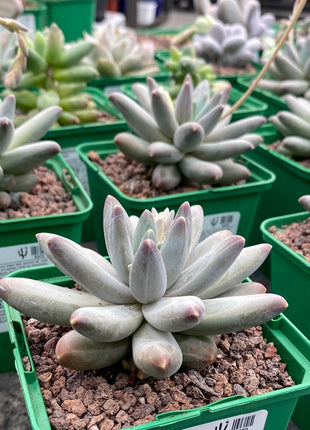 Pachyphytum compactum x Echeveria colorata