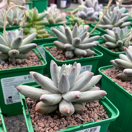 Pachyphytum compactum x Echeveria colorata