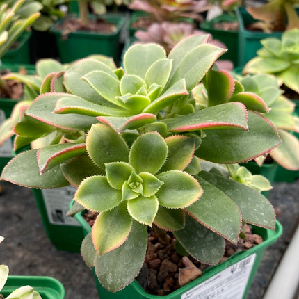 Aeonium haworthii "kiwi"